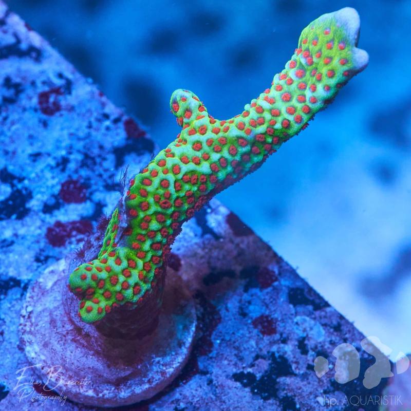 Montipora Forest Fire